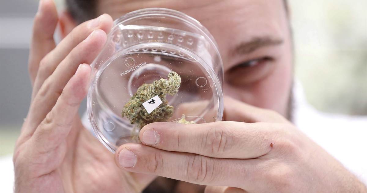 NY Times Discovers the Conflict Between Marijuana Laws and the Second Amendment - Vimarsana News