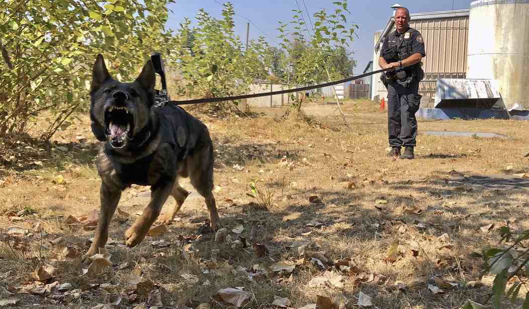 From Man's Best Friend to State's Worst Weapon: False Alerts and Unjust Searches by Police Dogs - Vimarsana News