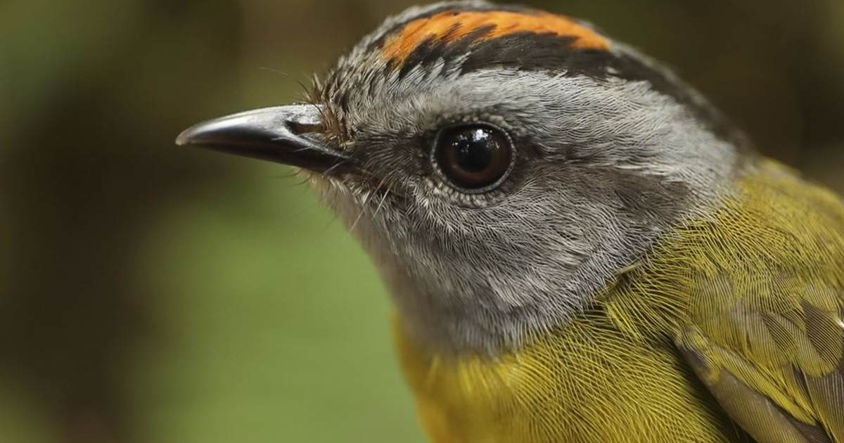 First They Came for the Statues; Now They Are Coming for the Bird Names - Vimarsana News