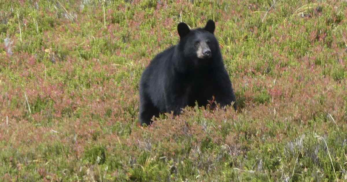 The MeatEater Guide to Conservation Activism - Vimarsana News