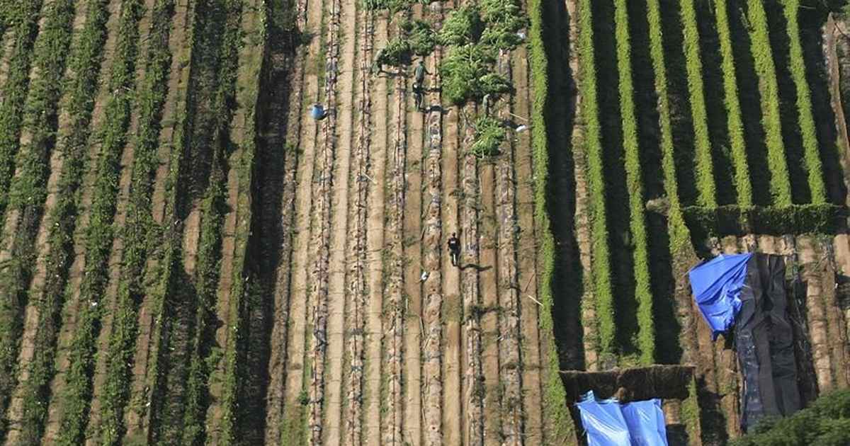 KDJ's Afternoon Roundup: Farmer 'Threatens' to Shoot the Green Pinkos Trying to Steal His Land, Judge Doesn't Blink - Vimarsana News