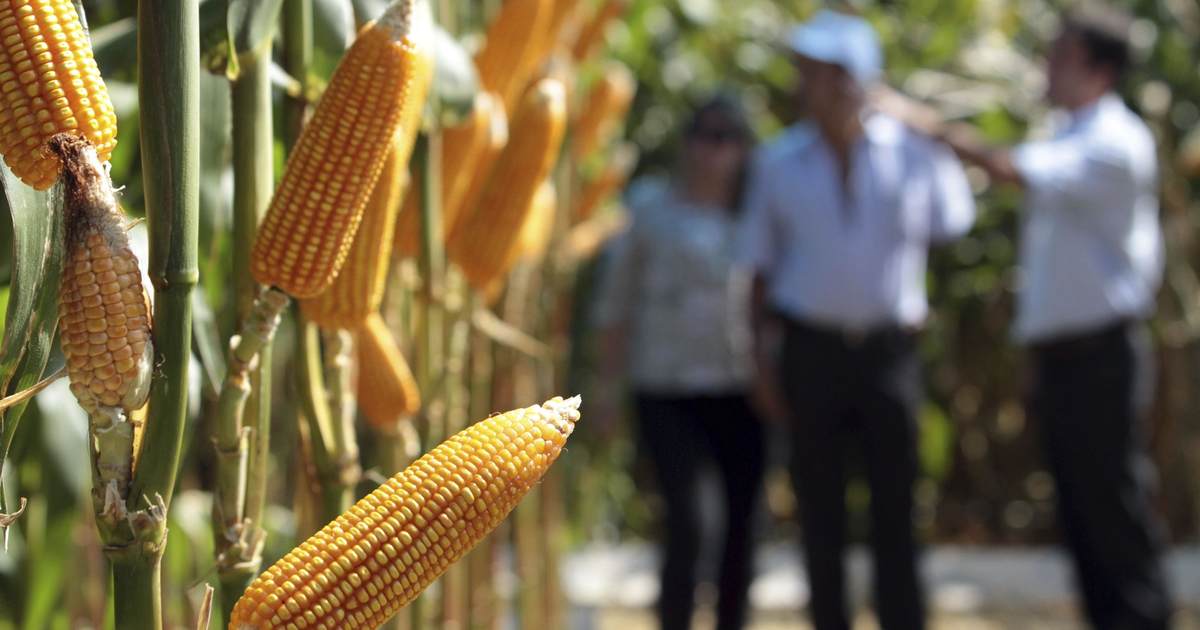 Feel-Good Friday: "It's corn!" edition - Vimarsana News