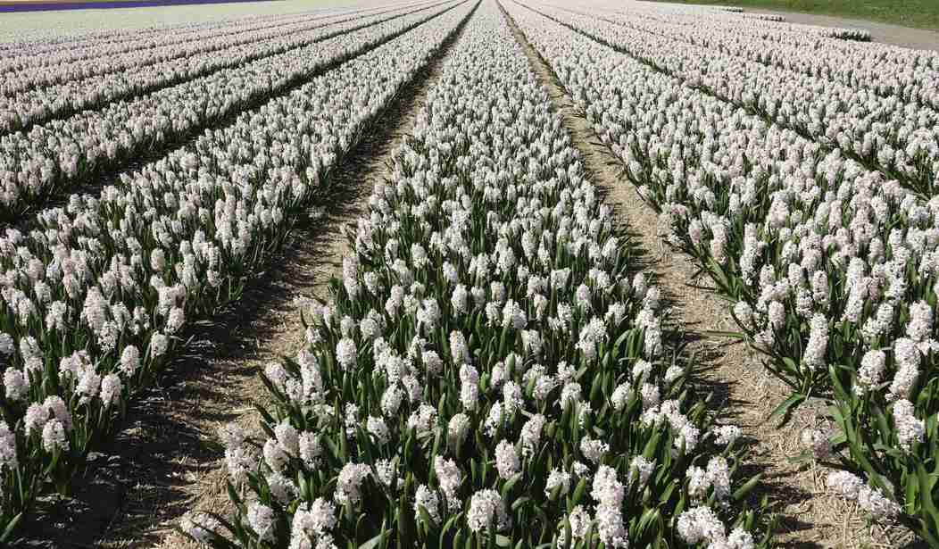Dutch farmers on tractors gain political traction in shocking election victories – HotAir Dutch farmers on tractors gain political traction in shocking election victories – HotAir