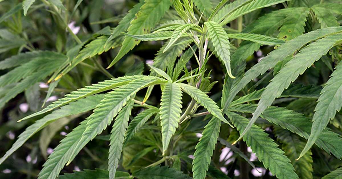 The cannabis market is booming and in California so is the black market - Vimarsana News
