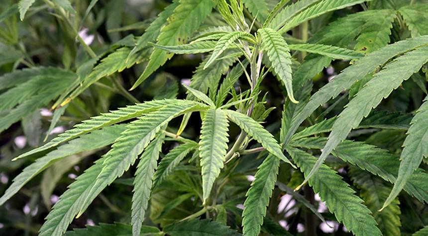 DOJ steps back on marijuana lawsuit after Bruen