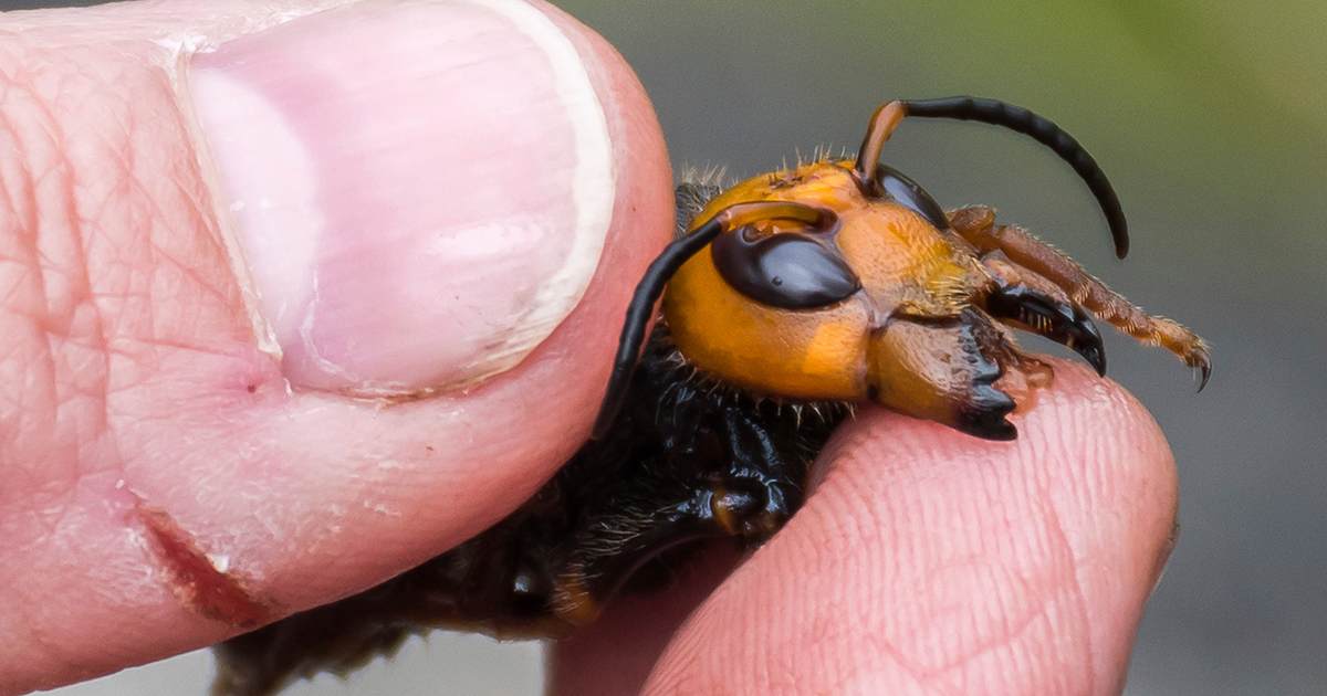 Horny Hornets: Scientists Use Sex to Trap Venom-Spitting Murder Hornets - Vimarsana News