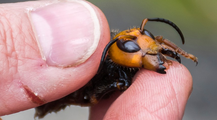 Peak 2020: First 'Murder Hornet' Is Captured In Washington, the Pictures Are Pretty Freaking Terrifying