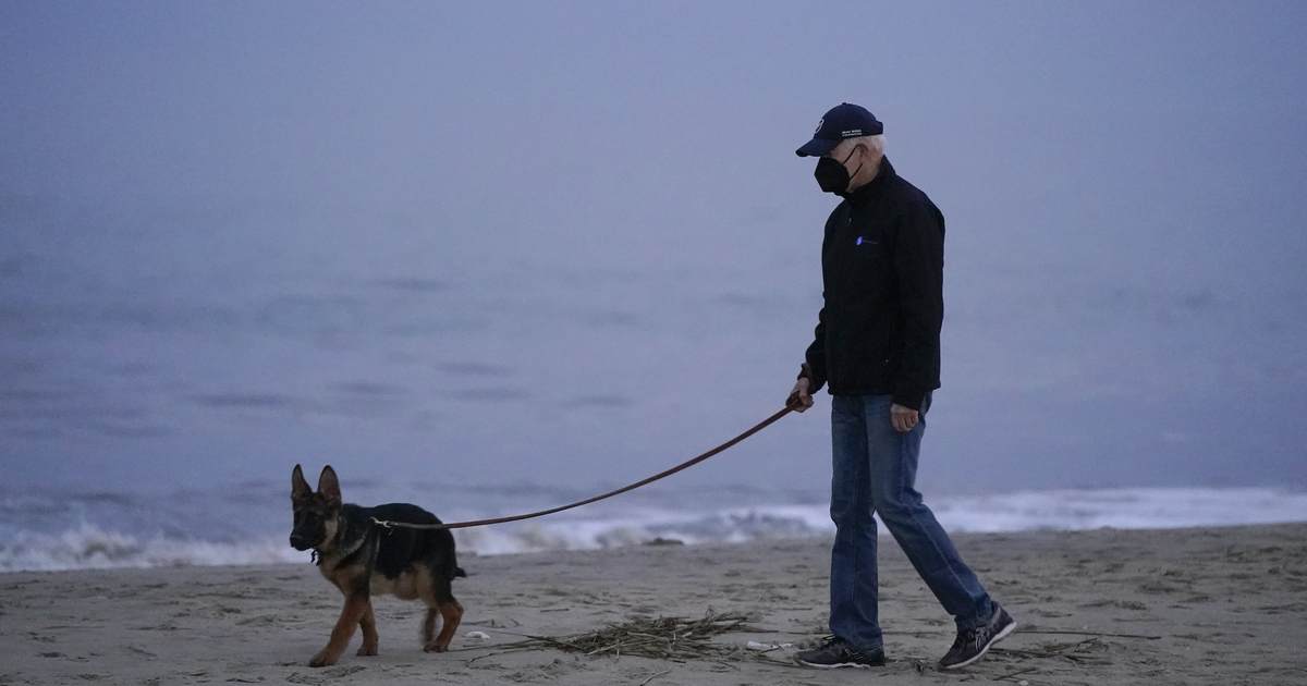 Commander, the Wonder (Bite) Dog - Vimarsana News