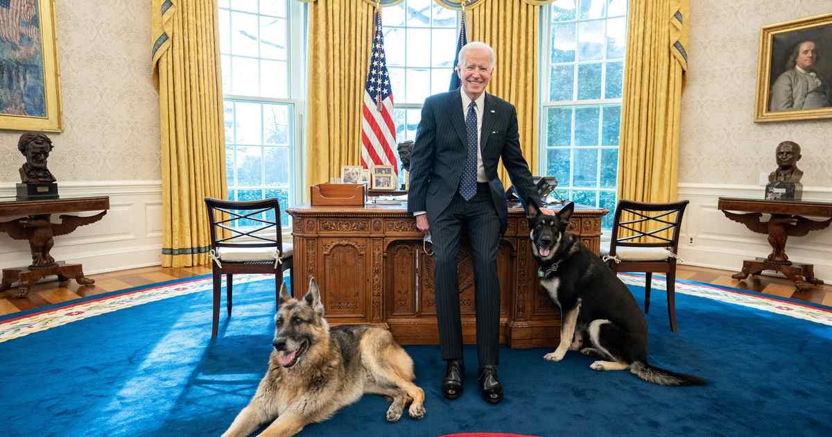 Major's dog trainer signed a NDA - but does it have any teeth? - Vimarsana News