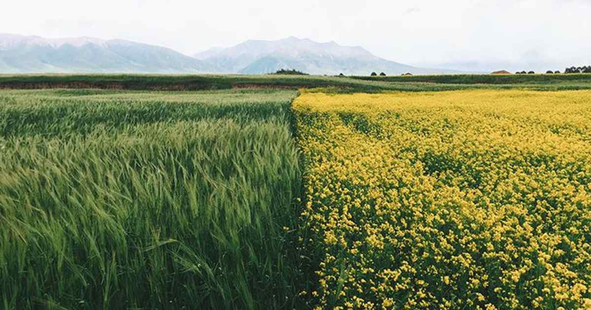 USC, Michigan Health Department Reach Peak Absurdity, Claim Word 'Field' Is Racist - Vimarsana News