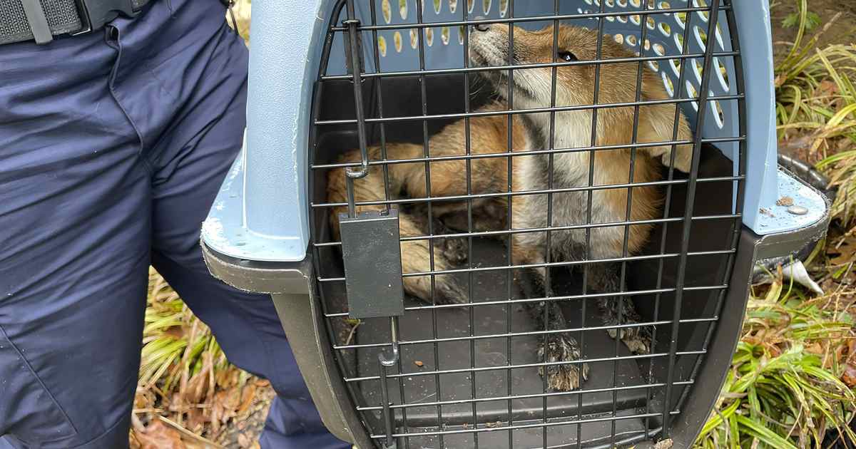 Donald Trump Jr. Reveals 'Real' Reason Behind the Euthanization of the 'Capitol Hill Fox' - Vimarsana News