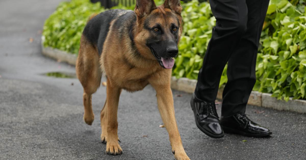 Leaked Photos Show Biden's Dog Commander Biting White House Staffer – PJ Media - Vimarsana News