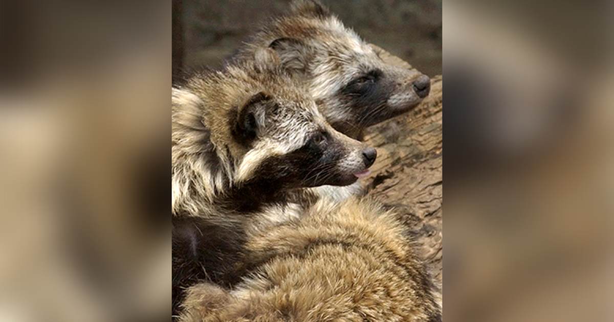New Data From China Links COVID Origins to Wuhan Raccoon Dogs – PJ Media - Vimarsana News
