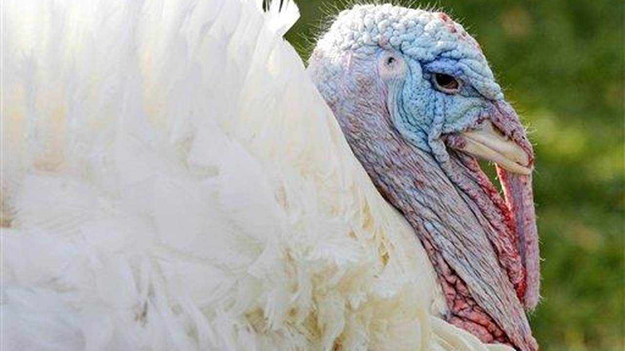 PETA's Now Concerned About President Trump's Pardoned Turkeys