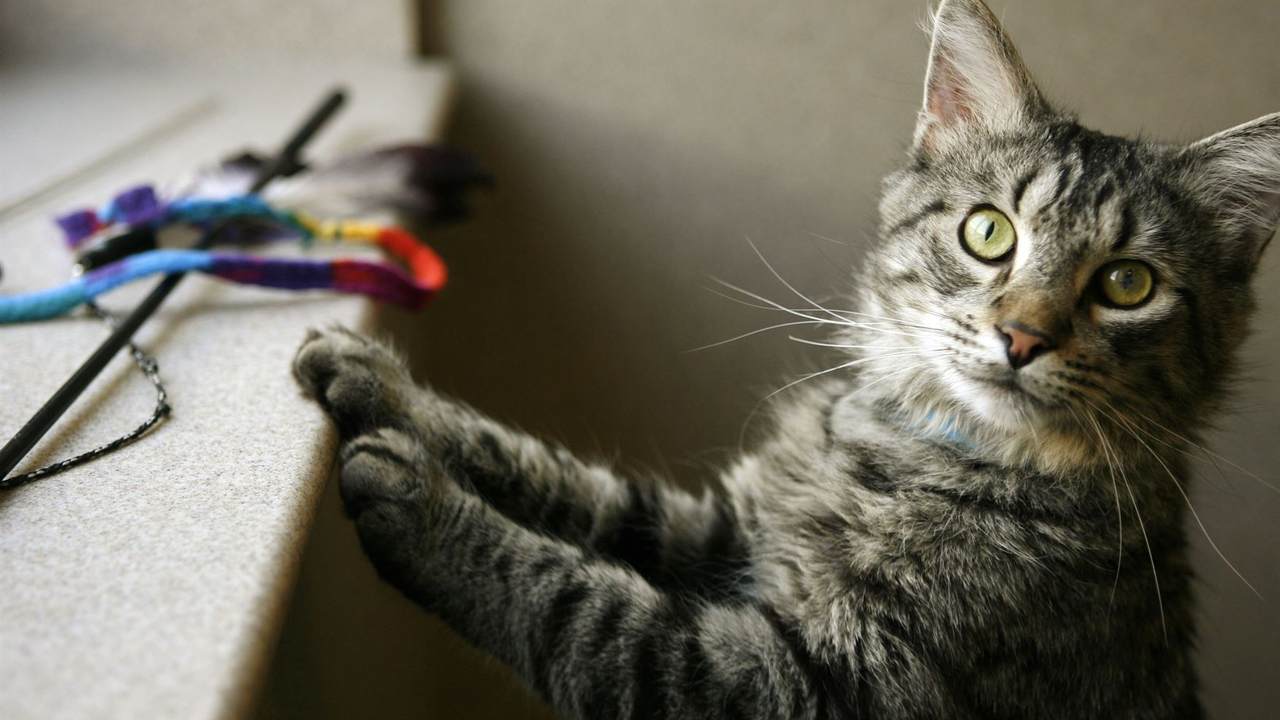 Friday Fun: Cat Has the Perfect Reaction to Owner Stating Preferred Pronouns