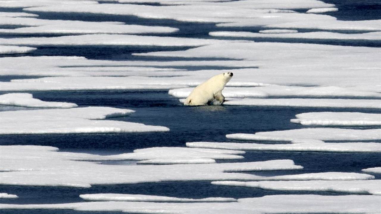 Healthy Polar Bears and Thriving Tigers: The Common Climate Tale - Vimarsana News