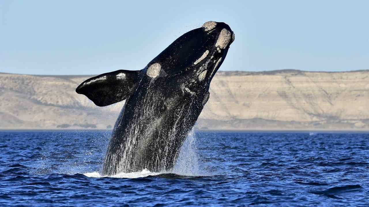 Save Right Whales From Radical Environmentalists Who Exploit Them - Vimarsana News