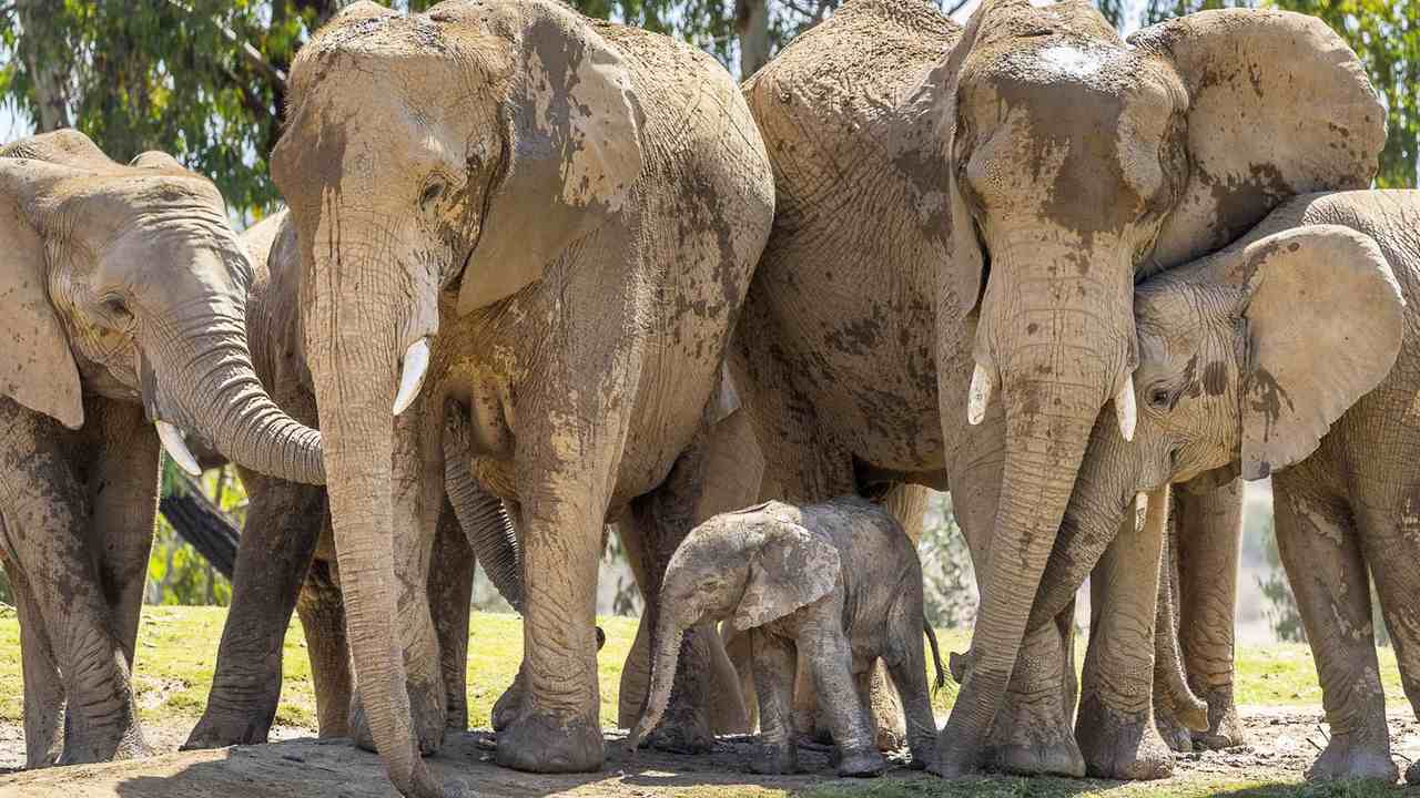 To Understand Why Racism Isn't the Problem, Look to South Africa's Pilanesberg Park - Vimarsana News